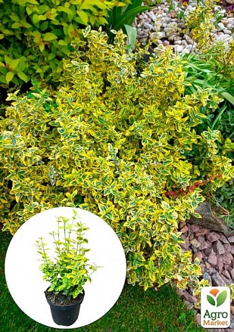 Бересклет Форчуна 2-х летний "Emerald Gold" (высота 20-40см)