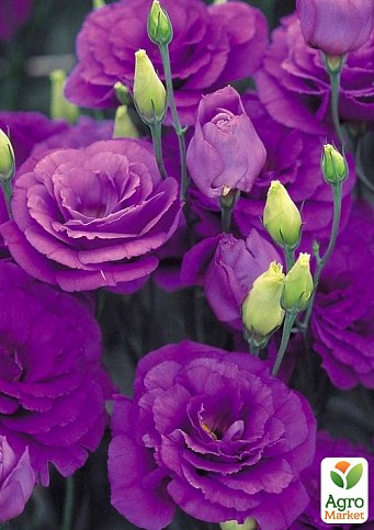 Еустома махрова "Advantage Purple"