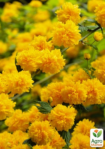 Керія японська "Golden Guinea" (великі махрові квітки)