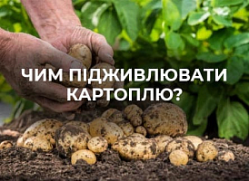 Кращі добрива для картоплі: поради щодо вибору | Agro-market