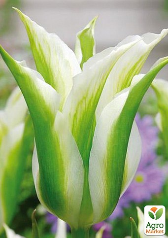 Тюльпан "Spring Green" 3шт в упаковці