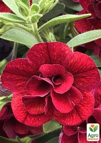 Калібрахоа Calita "Double Red" (контейнер №10, висота 10-15см)