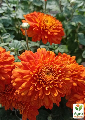 Хризантема мультифлора куляста "Boreal Orange"