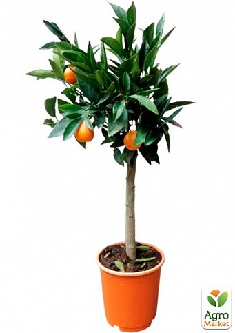 LMTD Лаймкват на штамбі з плодом 3-х річний "Citrofortunella Floridana" (25-45см) - фото 3