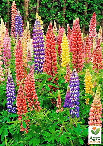 Люпин "Mixture of colors" (зипер) ТМ "Весна" 1г 