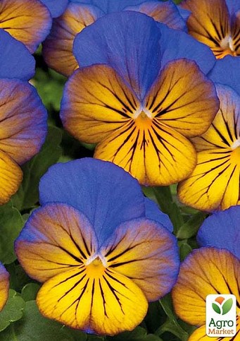 Виола (Viola Cornuta) "Sorbet Morpho"