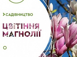 Коли цвітуть магнолії? - Agro-Market