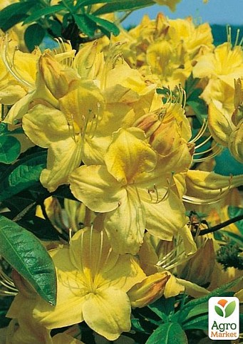 Рододендрон "Goldkrone"