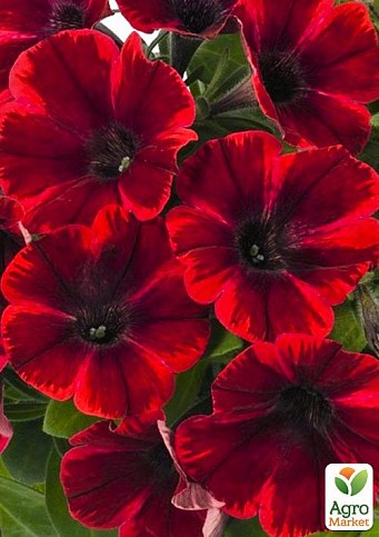 Петунія ампельна Sweetunia "Fiona Flash" (контейнер №10, висота 10-15см)