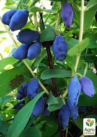 Жимолость "Гордость Бакчара" (средний срок созревания, крупноплодный сорт) - фото 2