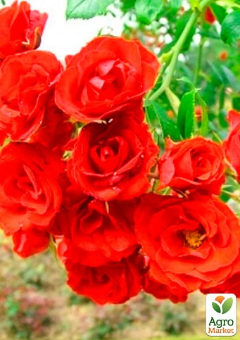 Роза штамбовая "Scarlet" (саженец класса АА+) высший сорт - фото 2