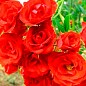 Роза штамбовая "Scarlet" (саженец класса АА+) высший сорт купить