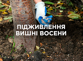 Чим підживити вишню восени: поради садівникам | Agro-market