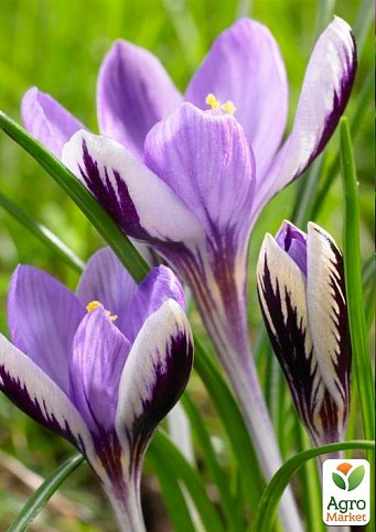 Крокус ботанічний "Spring Beauty" (розмір 5/7, середній) 5шт в упаковці