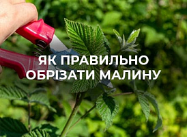 Сезонна обрізка малини - корисні статті про садівництво від Agro-Market