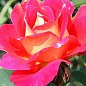 Эксклюзив! Роза парковая "Терракот" (Terracotta) (саженец класса АА+) высший сорт