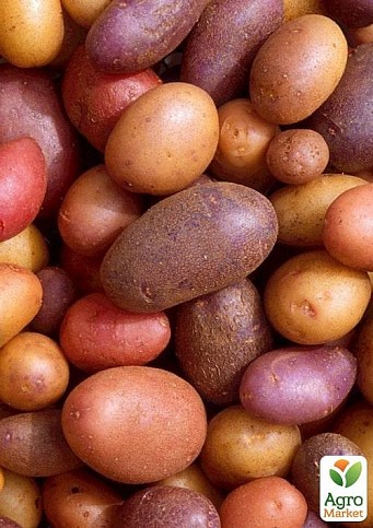Посадочный картофель, микс сортов, распродажа (3-й сорт), вес 1кг