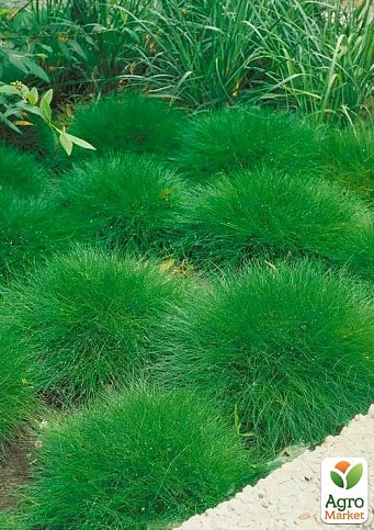 Овсяница Готье (Festuca gautieri)