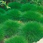 Овсяница Готье (Festuca gautieri)