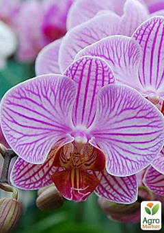 Орхидея (Phalaenopsis) "Tiger"12