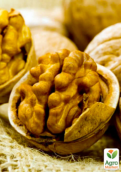 Грецкий орех привитой "Yarovskoj" высота 50-80см (болезнеустойчивый, высокоурожайный, морозостойкий)18