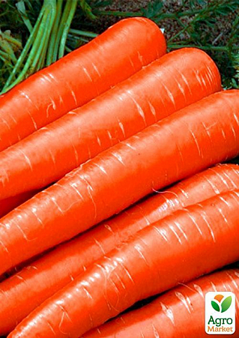 Морковь "Красный великан" (Зипер) ТМ "Весна" 5г - фото 4
