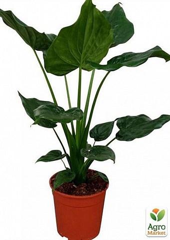 Алоказия клобучковая "Alocasia Cucullata" дм 24 см выс. 90 см