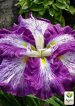 Ирис мечевидный японский (Iris ensata) "Harlequinesque" 2