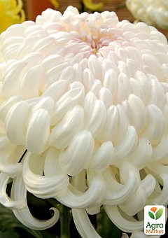 Хризантема великоквіткова "Valys" (вазон С1 висота 20-30см)2