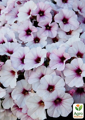 Петуния ампельная Surprise "White Orchid" (контейнер №10, высота 10-15см)
