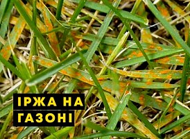Іржа на газоні - корисні статті про садівництво від Agro-Market