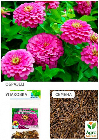 Цинния "Фиолетовая королева" (Зипер) ТМ "Весна" 2г - фото 2