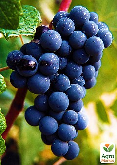 Ексклюзив! Виноград темно-синій "Чорне море" (Black Sea) (преміальний високоврожайний винний сорт)2