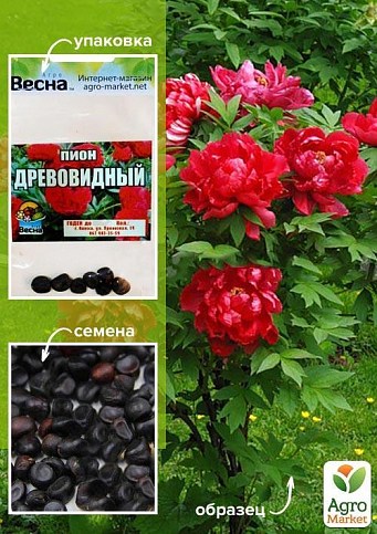Півонія "Древовидна" (червона) (Зипер) ТМ "Весна" 7шт