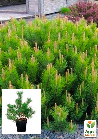 Сосна горная "Мугус" (Pinus mugo Mughus) С3, высота 20-30см