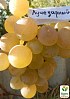 ВИНОГРАД ЛУЧЕЗАРНЫЙ: купить саженцы винограда лучезарный в Одессе ...