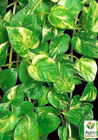 Эпипремнум "Epipremnum Aureum" дм 12 см выс. 15 см