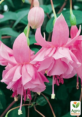 Фуксія ампельна "Pink Galore" (контейнер № 10, висота 5-10 см)