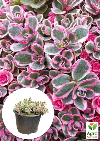 Очиток "Tricolor" (Sedum spurium)