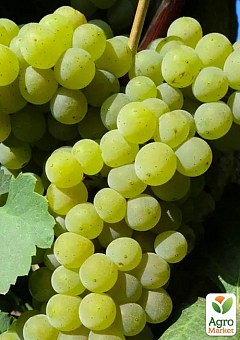 Виноград вегетуючий "Пульсар"2