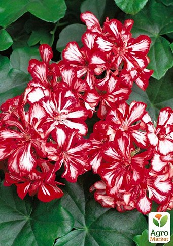 Пеларгонія ампельна "Ivy Arctic Scarlet" (контейнер № 10, висота 10-20 см)