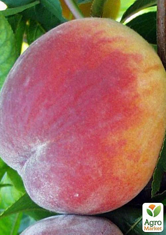 Персик "Кондор" (літній сорт, середній термін дозрівання) - фото 2
