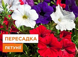 Коли висаджувати петунію в ґрунт - корисні статті про садівництво від Agro-Market