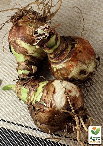 Амариліс "Lemon Lime" (розмір 26/28, дуже великий) 1шт в упаковці - фото 2