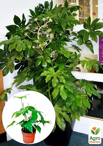 LMTD Фатсия японская "Fatsia Japonica" (высота 20-30см)