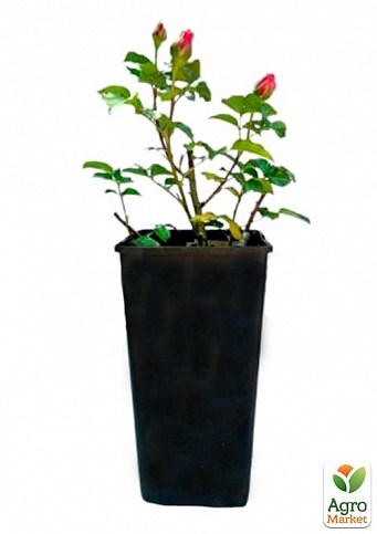 Роза в контейнере английская "Mary Rose" (саженец класса АА+) - фото 2