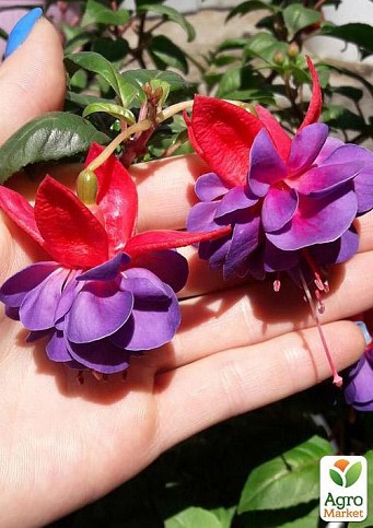 Фуксія кущова "Gillian" (контейнер № 10, висота 5-10 см) - фото 2