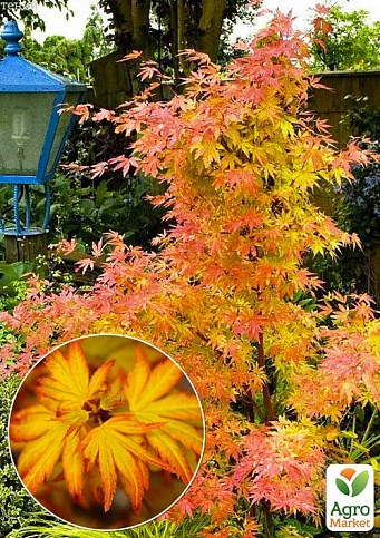 LMTD Клен пальмолистный 2-х летний "Orange Dream" (40-50см)