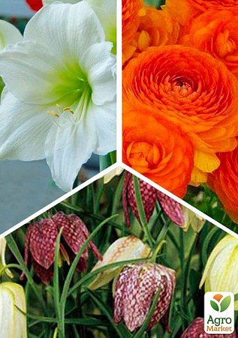 Микс луковиц из 3-х сортов "Садовая вечеринка" (Garden party) 11шт луковиц