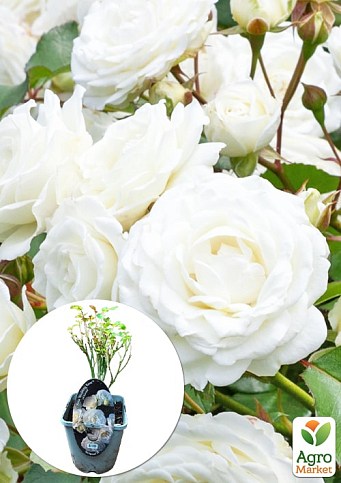 LMTD Роза 2-х летняя "Wedding White" (укорененный саженец в горшке, высота 25-35см)